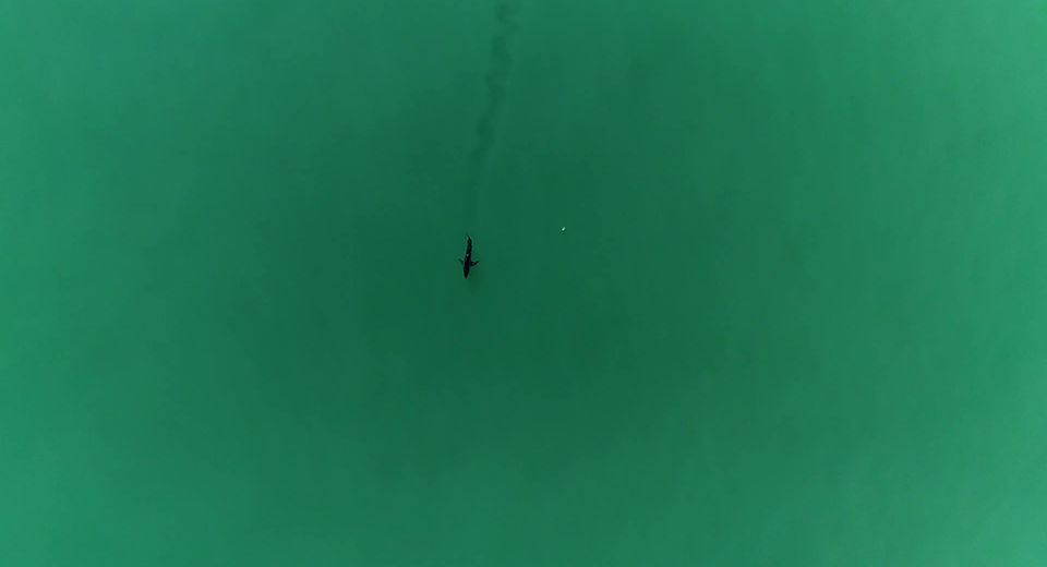 Shark footage